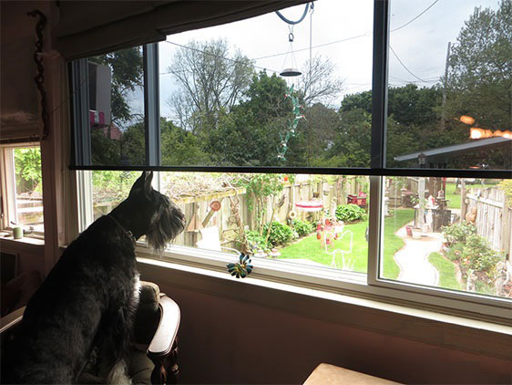 solar-film-shades-looking-out